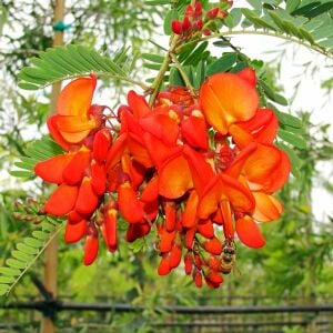 Sesbenya tohumu kırmızı salkım sesbania punicea scarlet wisteria
