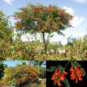 Sesbenya tohumu kırmızı salkım sesbania punicea scarlet wisteria