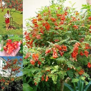 Sesbenya tohumu kırmızı salkım sesbania punicea scarlet wisteria