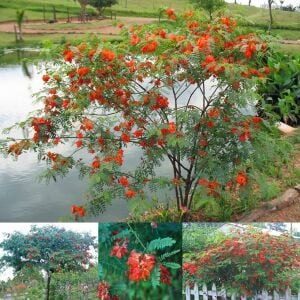 Sesbenya tohumu kırmızı salkım sesbania punicea scarlet wisteria