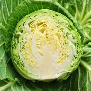 Kopenhag erkenci lahana tohumu atalık