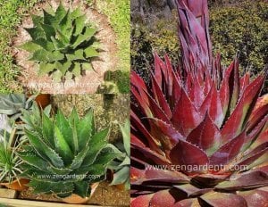 Agave montana tohumu kırmızı agave
