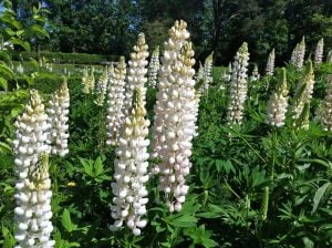 Noble maiden lupin fidesi acı bakla çiçeği russel special