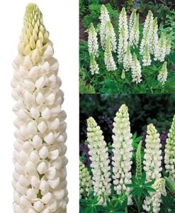Noble maiden lupin fidesi acı bakla çiçeği russel special