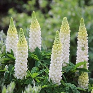 Noble maiden lupin fidesi acı bakla çiçeği russel special