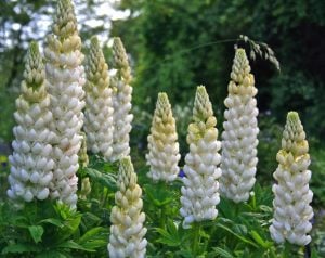 Noble maiden lupin fidesi acı bakla çiçeği russel special