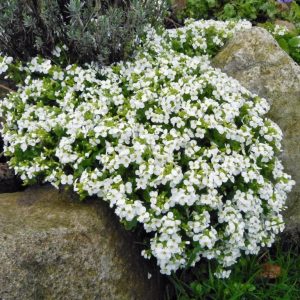 Beyaz aubrieta fidesi çiçekli yer örtücü obrizya 7 cm saksıda