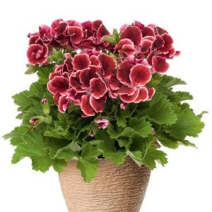 Aristo red beauty canan sardunya fidesi ithal pelargonium kırmızı pikolu