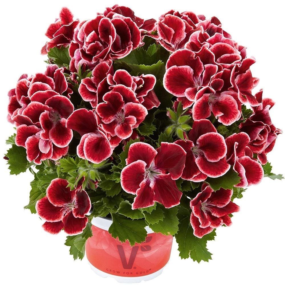 Aristo red beauty canan sardunya fidesi ithal pelargonium kırmızı pikolu