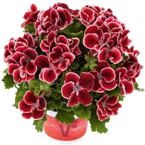 Aristo red beauty canan sardunya fidesi ithal pelargonium kırmızı pikolu