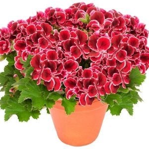 Aristo red beauty canan sardunya fidesi ithal pelargonium kırmızı pikolu