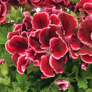 Aristo red beauty canan sardunya fidesi ithal pelargonium kırmızı pikolu
