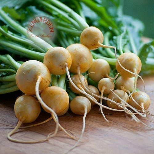 Sarı şalgam tohumu geleneksel golden globe turnip