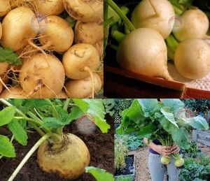 Sarı şalgam tohumu geleneksel golden globe turnip