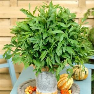 Şifalı selam otu tohumu lovage levisticum officinale