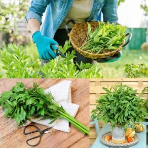 Şifalı selam otu tohumu lovage levisticum officinale