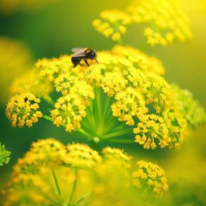 Şifalı selam otu tohumu lovage levisticum officinale