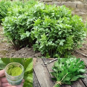 Şifalı selam otu tohumu lovage levisticum officinale