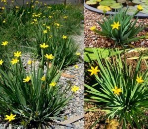 Sarı çim iris sisyrinchium californicum tohumu yellow stone