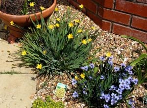 Sarı çim iris sisyrinchium californicum tohumu yellow stone