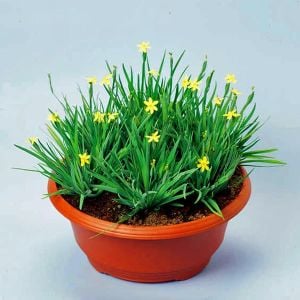 Sarı çim iris sisyrinchium californicum tohumu yellow stone