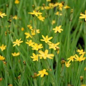 Sarı çim iris sisyrinchium californicum tohumu yellow stone