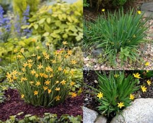 Sarı çim iris sisyrinchium californicum tohumu yellow stone