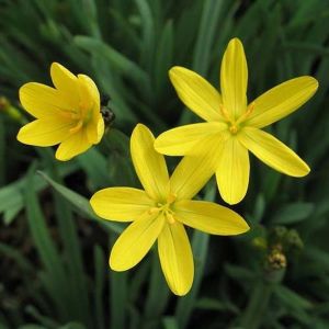 Sarı çim iris sisyrinchium californicum tohumu yellow stone