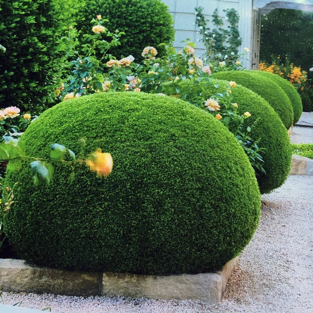 Cüce mersin fidanı çit bitkisi topiary myrtus compacta