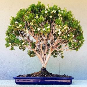 Cüce mersin fidanı çit bitkisi topiary myrtus compacta