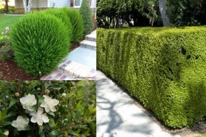 Cüce mersin fidanı çit bitkisi topiary myrtus compacta