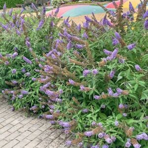 Gök mavi kelebek çalısı fidanı sky blue bodur summer bird serisi