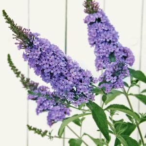 Gök mavi kelebek çalısı fidanı sky blue bodur summer bird serisi