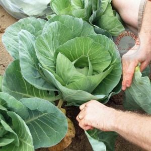 Baş yapan karalahana tohumu dev yapraklı collard green heading