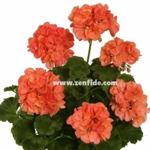 Somon sardunya fidesi ithal pelargonium grandeur dark salmon