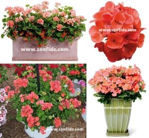 Somon sardunya fidesi ithal pelargonium grandeur dark salmon