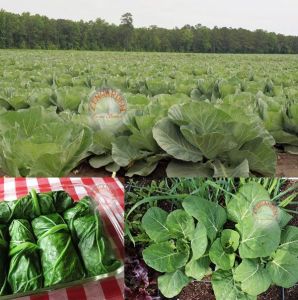 Baş yapan karalahana tohumu dev yapraklı collard green heading