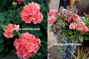 Somon sardunya fidesi ithal pelargonium grandeur dark salmon