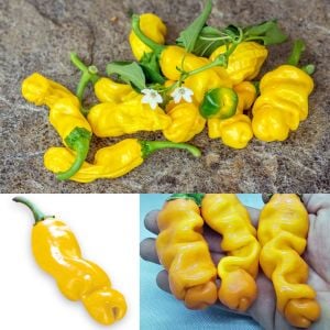 Sarı Peter biber tohumu chilly willy pepper acı Atalık