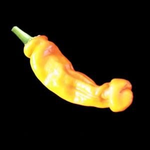 Sarı Peter biber tohumu chilly willy pepper acı Atalık