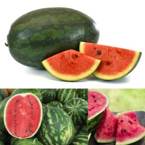 Dev karpuz tohumu geleneksel watermelon florida giant