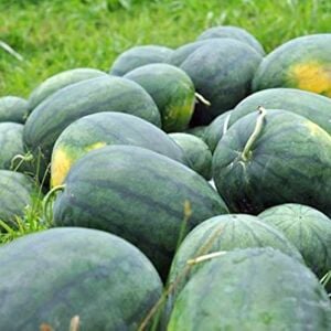 Dev karpuz tohumu geleneksel watermelon florida giant