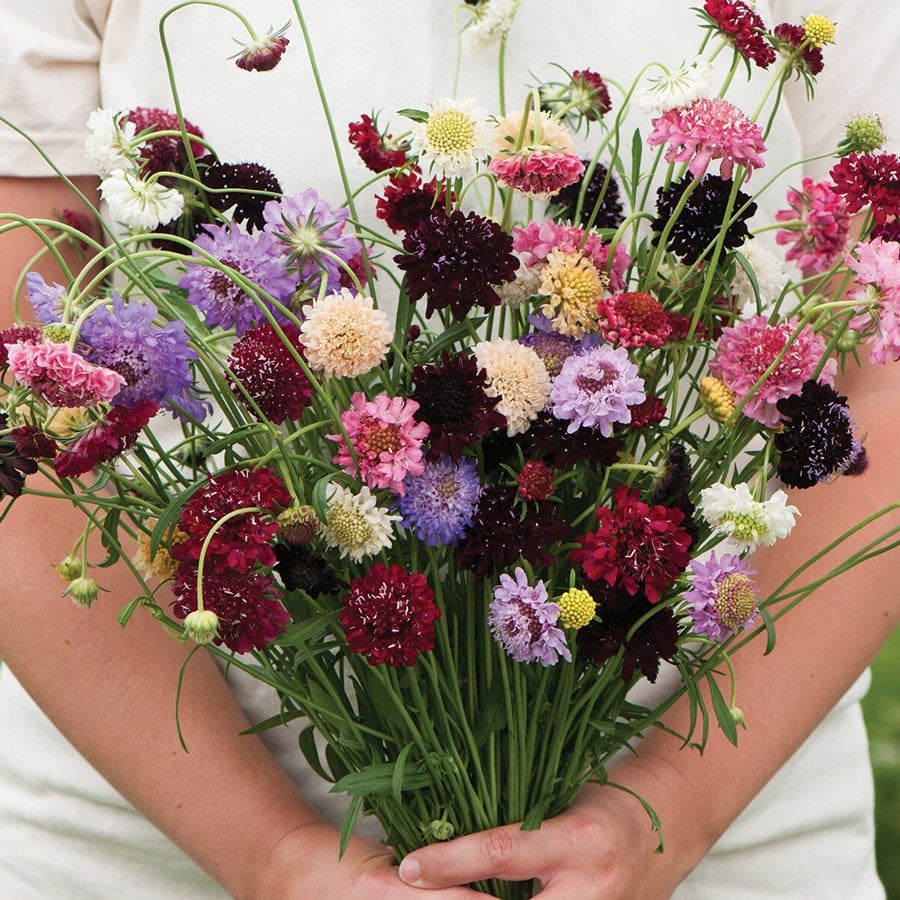 Katmerli scabiosa tohumu tüm renkler karışım