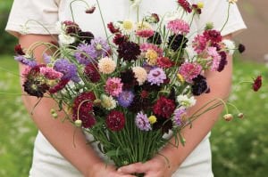 Katmerli scabiosa tohumu tüm renkler karışım