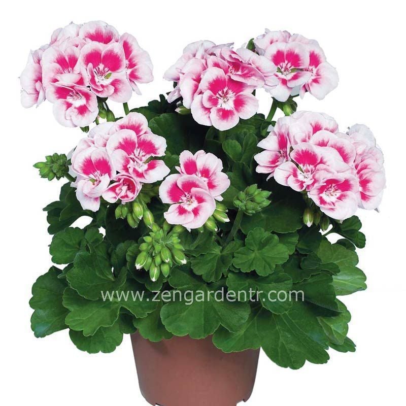 Pembe kırmızı sardunya fidesi ithal pelargonium grandeur light pink splash