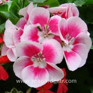 Pembe kırmızı sardunya fidesi ithal pelargonium grandeur light pink splash