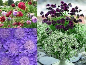 Katmerli scabiosa tohumu tüm renkler karışım