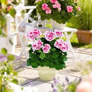 Pembe kırmızı sardunya fidesi ithal pelargonium grandeur light pink splash