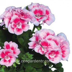 Pembe kırmızı sardunya fidesi ithal pelargonium grandeur light pink splash