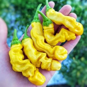 Sarı Peter biber tohumu chilly willy pepper acı Atalık